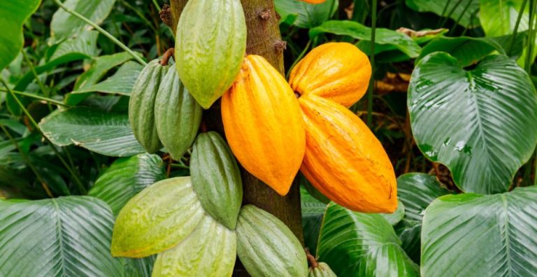 Cacao : Nouvelle hausse des prix