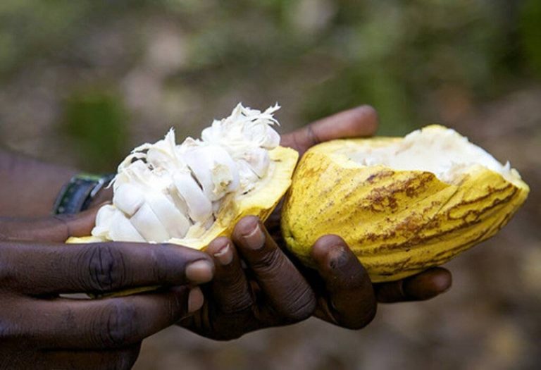 Cacao-café : 300 000 producteurs à enrôler en 2024