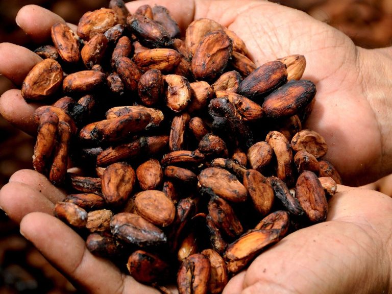 Commerce : Le kg de fèves de cacao atteint la barre de 2 730 FCFA au Cameroun