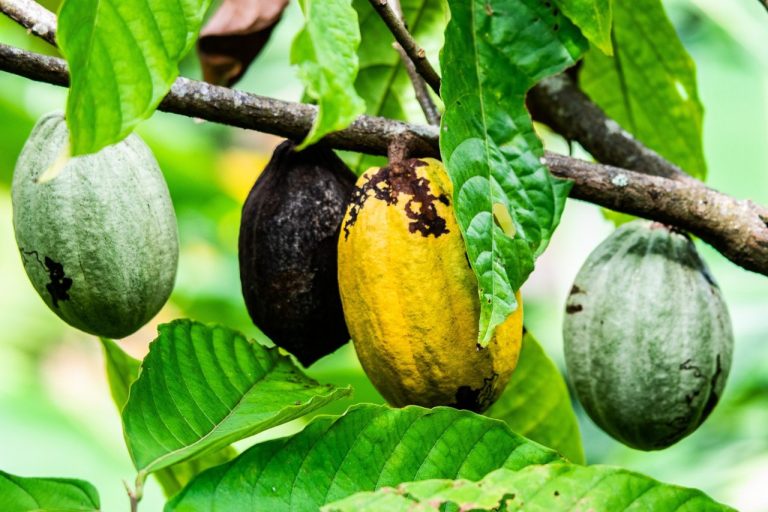 Nigéria : 320 tonnes de cacao attendues